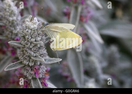 Butterflies on lamb`s ear Stock Photo